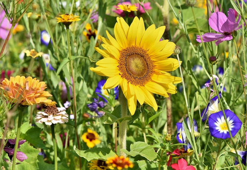 Garden Tools