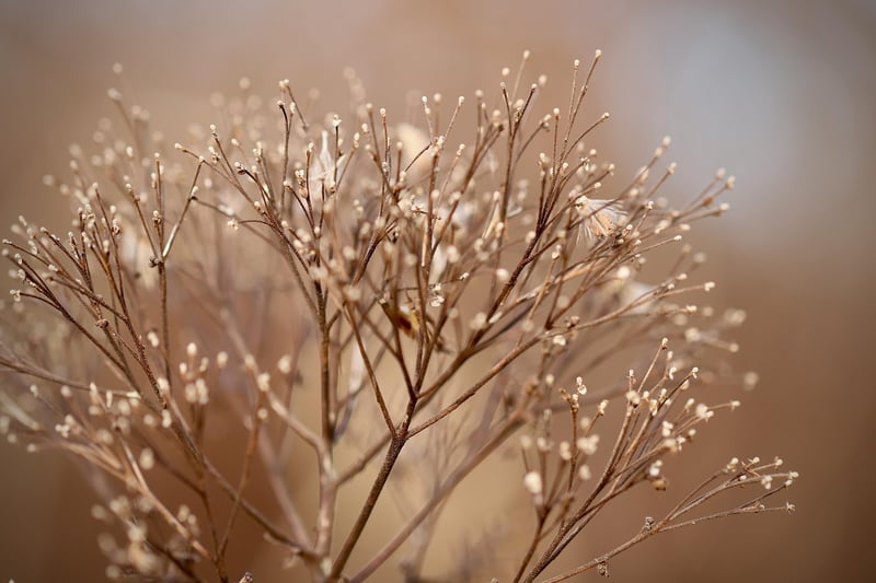 Plants